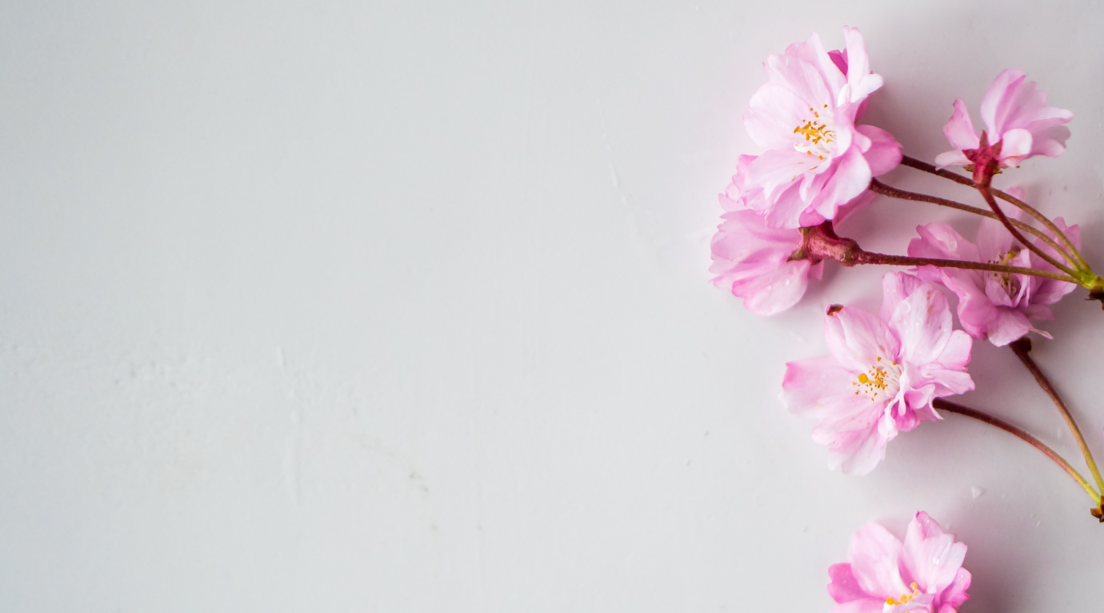 Pink flowers on a light gray background